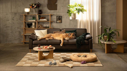 Stue i varme neutrale toner med brun sofa hvor en hund sover, lavt sofabord med frugt, reol med bøger, planter og lys gardin ved vindue; hundeseng og legetøj på ternet tæppe.