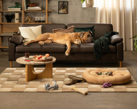 Stue i varme neutrale toner med brun sofa hvor en hund sover, lavt sofabord med frugt, reol med bøger, planter og lys gardin ved vindue; hundeseng og legetøj på ternet tæppe.