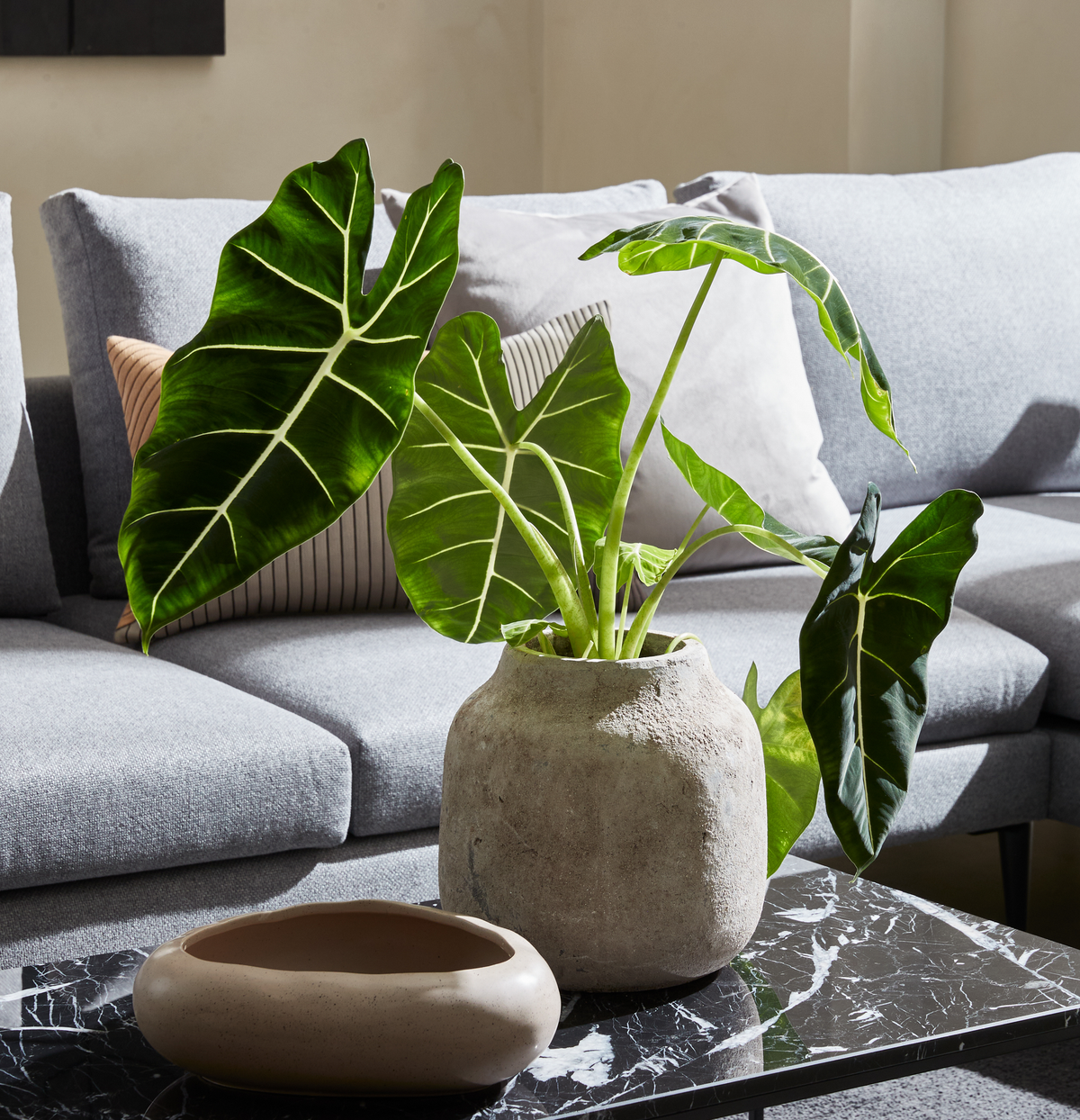 Grøn potteplante med store blade i en rustik vase på et sort marmorbord foran en grå sofa med puder.