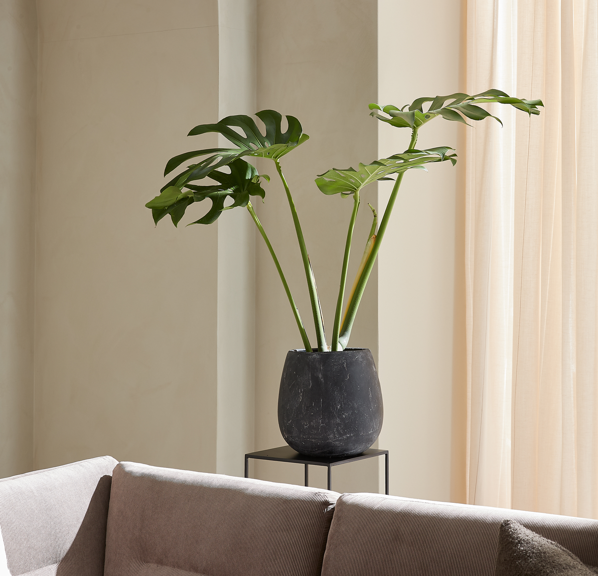 Grøn monstera i sort potte på stativ ved siden af beige gardiner og en sofa i en lys stue.