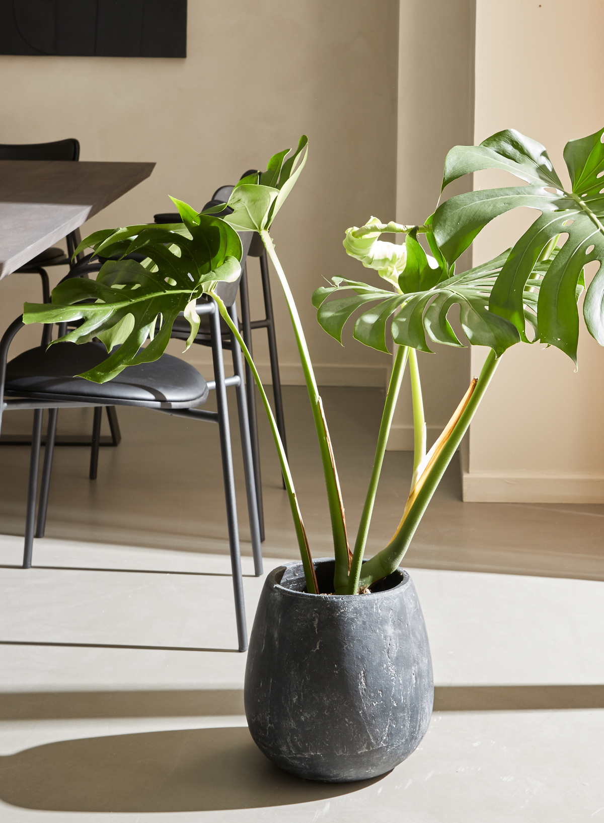 Monstera i mørk stenlignende potte i en lys spisestue med sorte stole og sollys på gulvet.