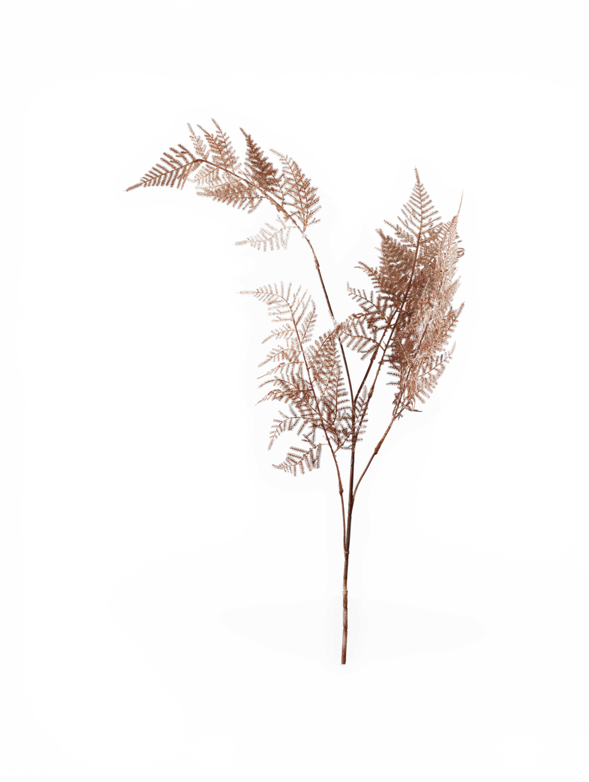 Tørret brun bregnegren med flere fintfligede blade, fritstående på transparent baggrund.