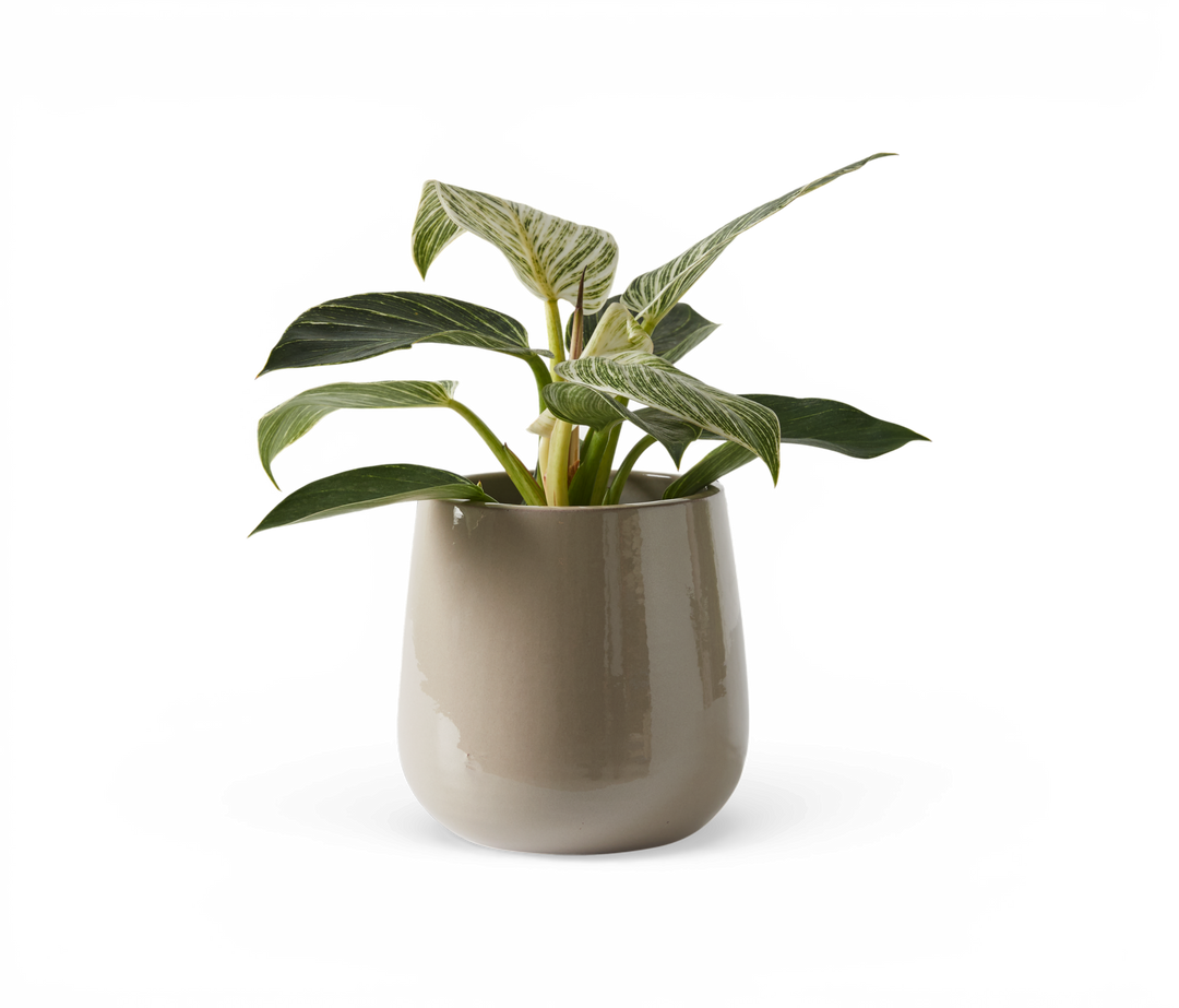 Grøn potteplante i beige glaseret krukke på hvid baggrund.