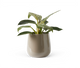 Grøn potteplante i beige glaseret krukke på hvid baggrund.