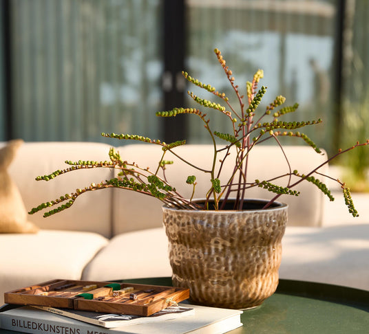 Grøn plante i mønstret keramikkrukke på et sofabord med bøger og et træspil, beige sofa i baggrunden udendørs.