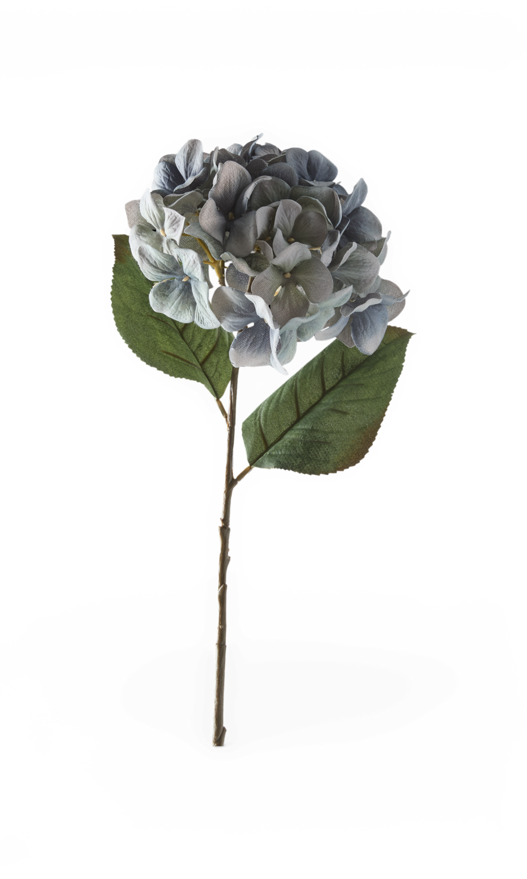 Kunstig hortensiagren med blågrå blomster og grønne blade, frilagt.