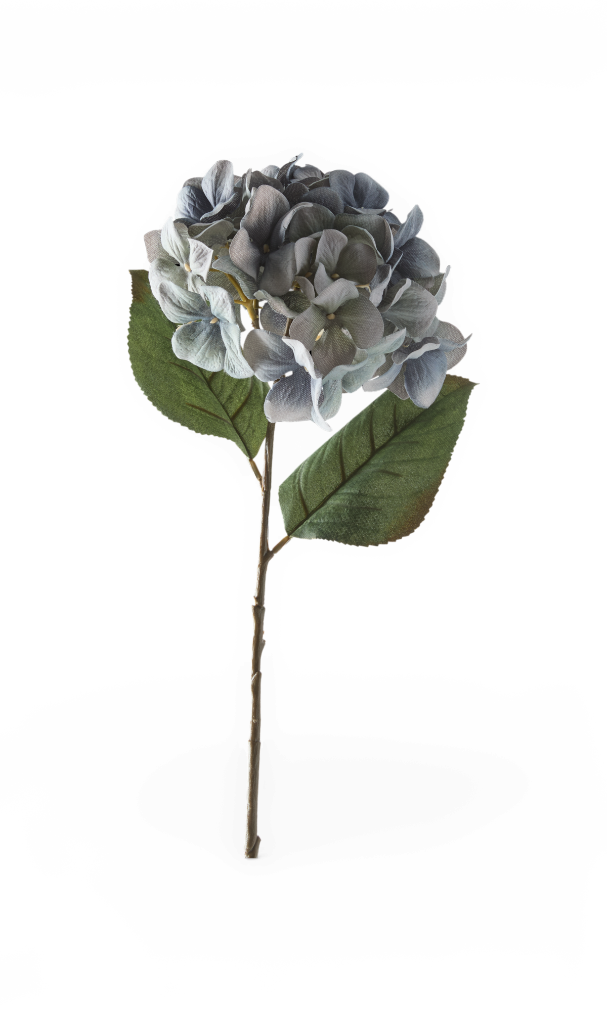 Kunstig hortensiagren med blågrå blomster og grønne blade, frilagt.