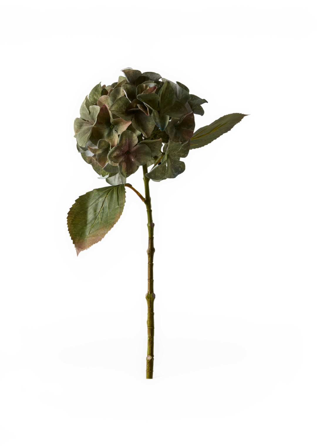 Gren med kunstig hortensia i dæmpede grønne og brune nuancer, frilagt på hvid baggrund.