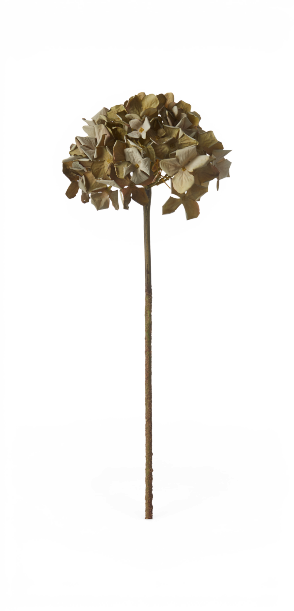 Tørret hortensiagren med beige blomster på lang stilk, frilagt.