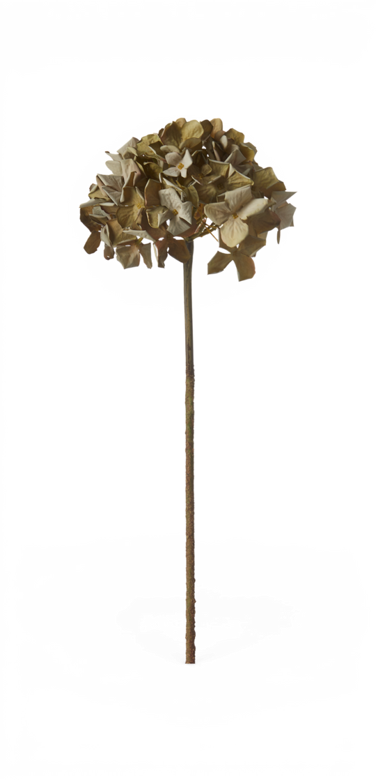 Tørret hortensiagren med beige blomster på lang stilk, frilagt.
