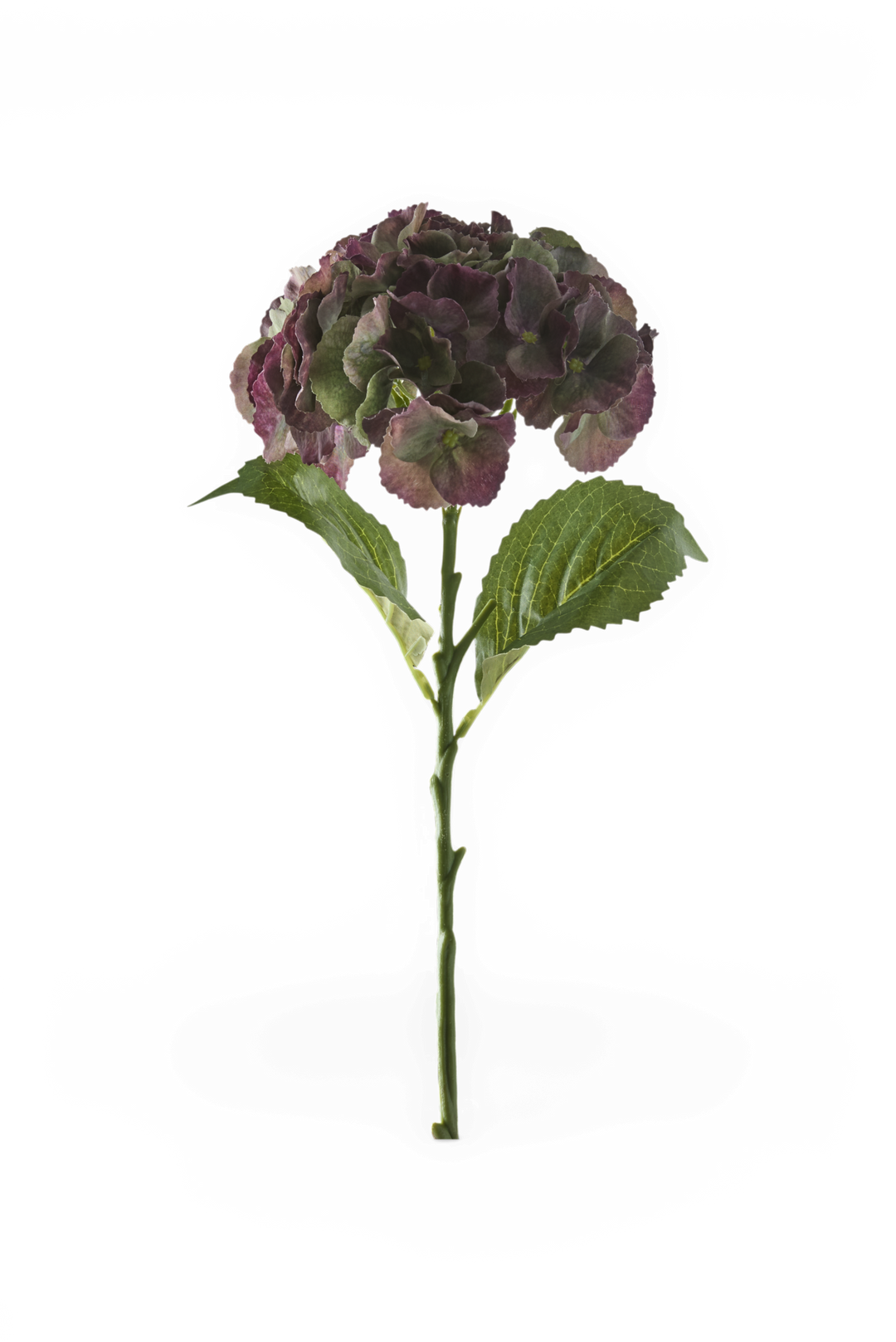 En enkelt hortensiakvist med mørkelilla blomster og grønne blade, frilagt.