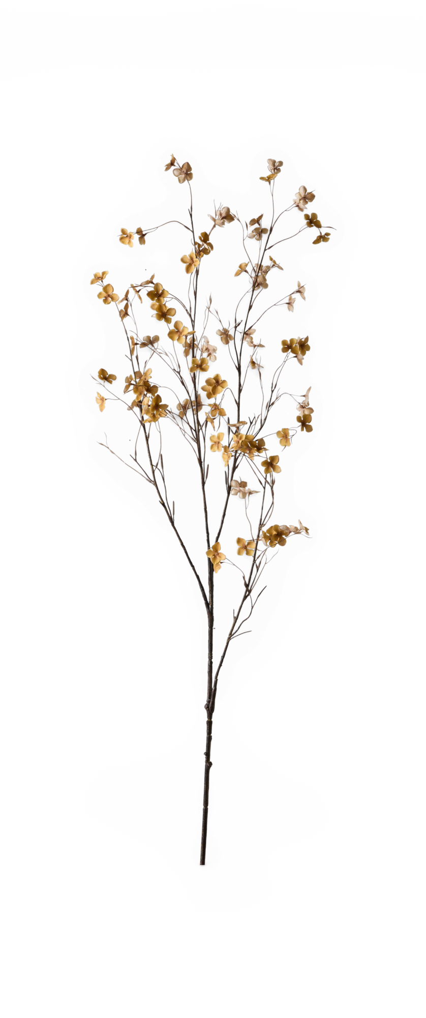 Dekorativ gren med små gul‑beige blomster på tynde brune stilke, frilagt.