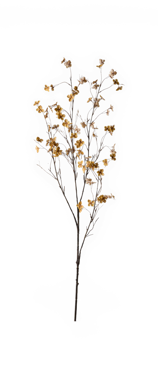 Dekorativ gren med små gul‑beige blomster på tynde brune stilke, frilagt.