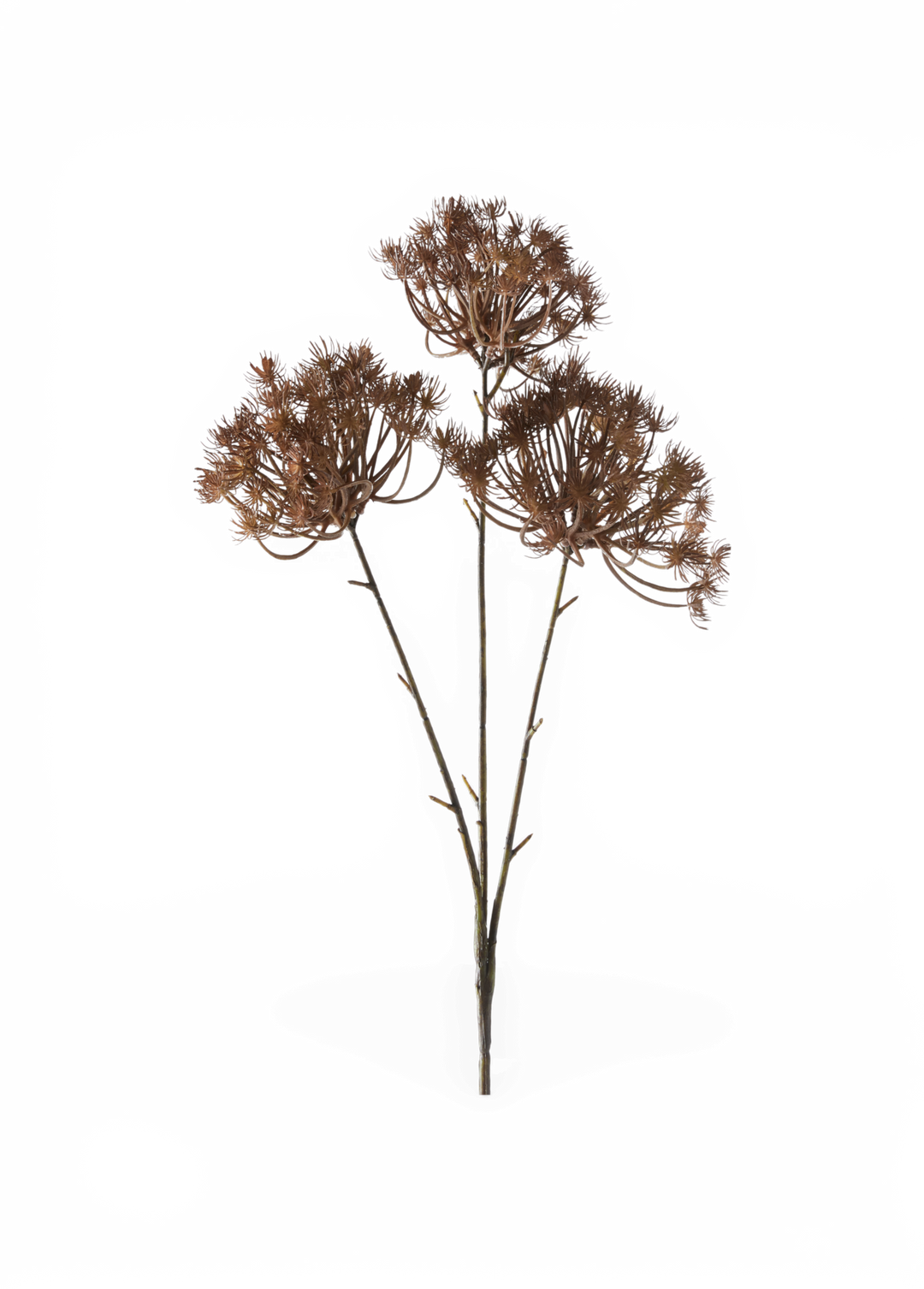 Tørret brun blomsterkvist med tre stilke og skærmformede frøstande, isoleret på transparent baggrund.