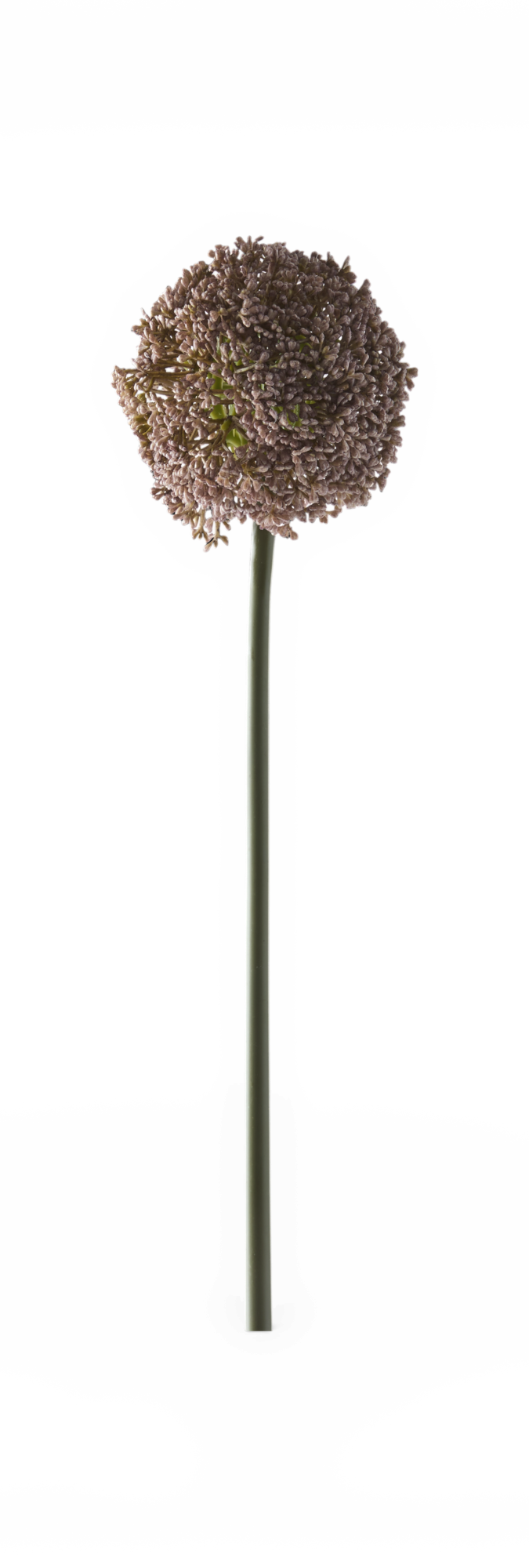En enkelt alliumblomst på lang grøn stilk mod sort baggrund.