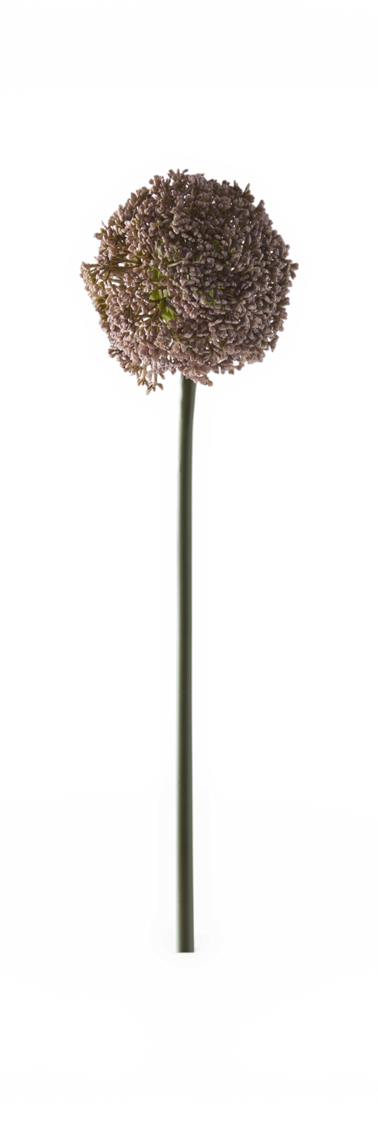En enkelt alliumblomst på lang grøn stilk mod sort baggrund.