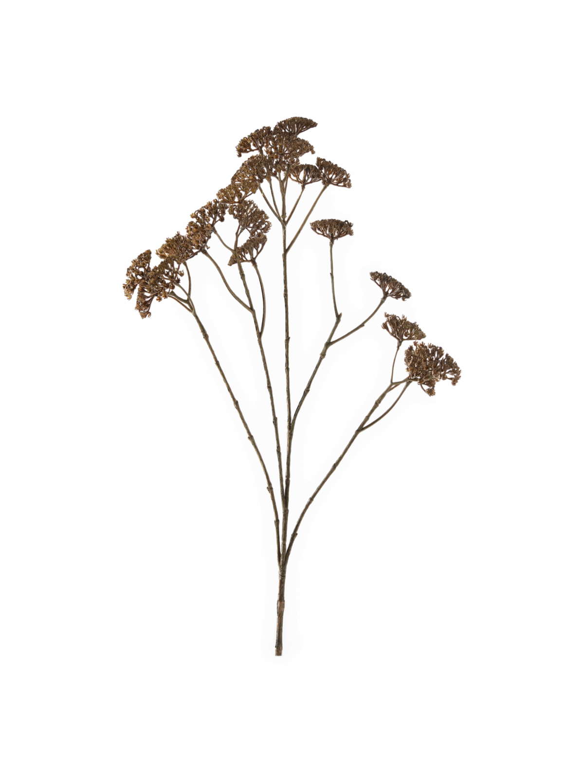 Tørret brun blomsterkvist med flere skærme på tynde stilke.