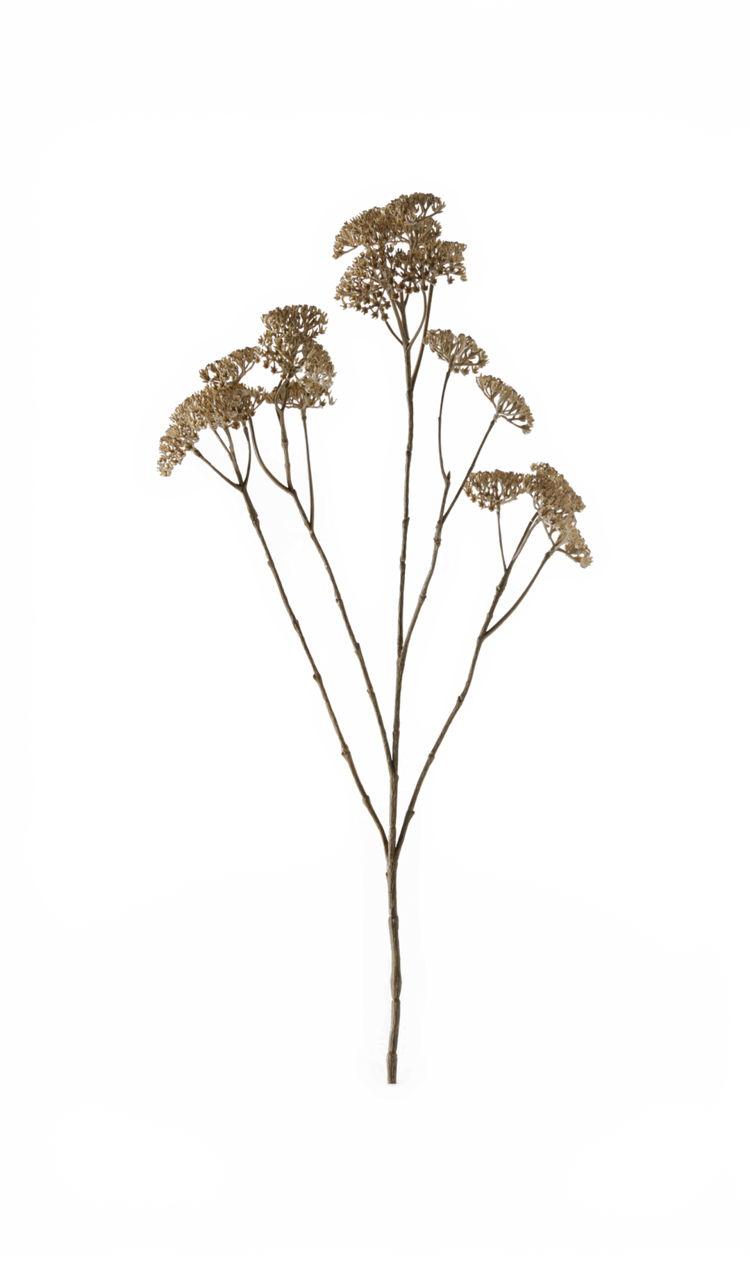 Tørret brun blomstergren med flere skærme på transparent baggrund.