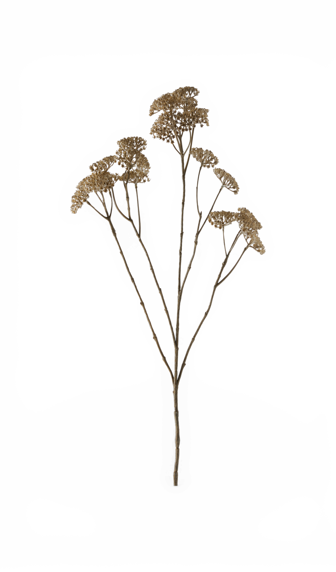 Tørret brun blomstergren med flere skærme på transparent baggrund.