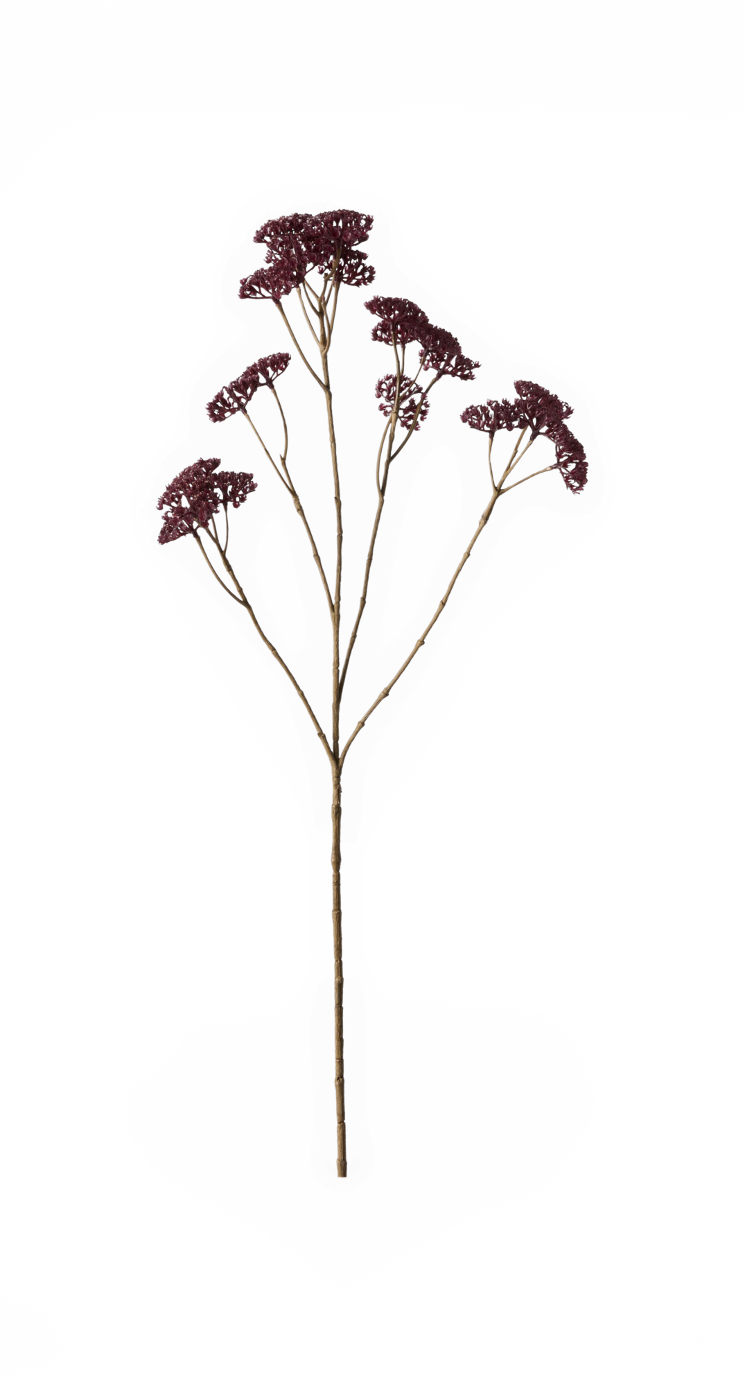Tørret blomsterkvist med vinrøde skærme på lang brun stilk, frilagt.