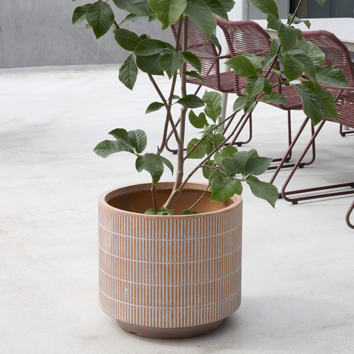 Terracottakrukke med hvide striber med grøn plante på moderne terrasse, med vinrøde udestole i baggrunden.