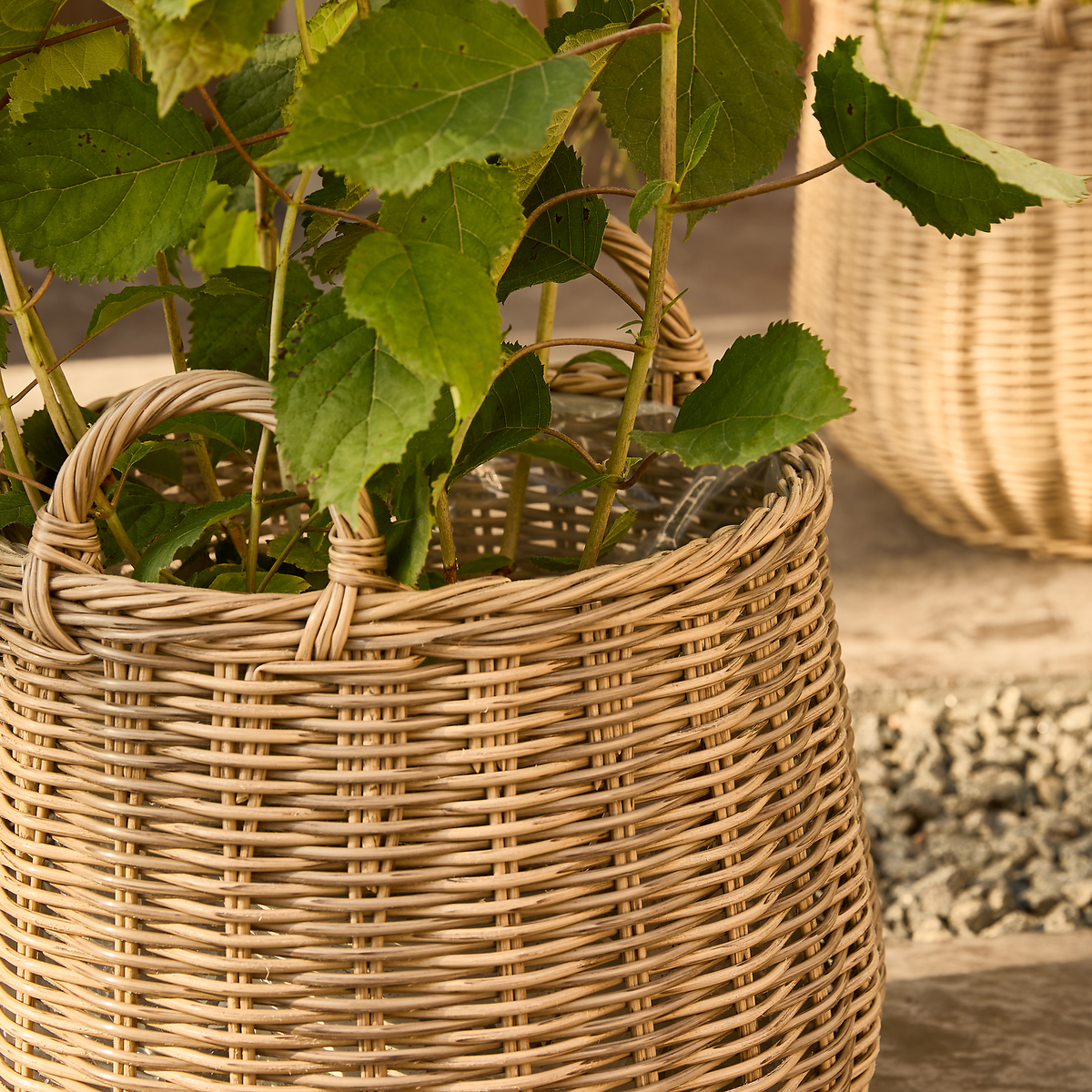 Nærbillede af flettet rattan-kurv med grønne planter, udendørs i sollys.